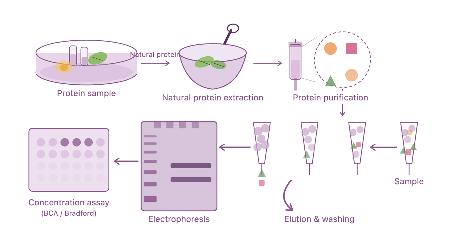 Natural Protein Extraction Workflow