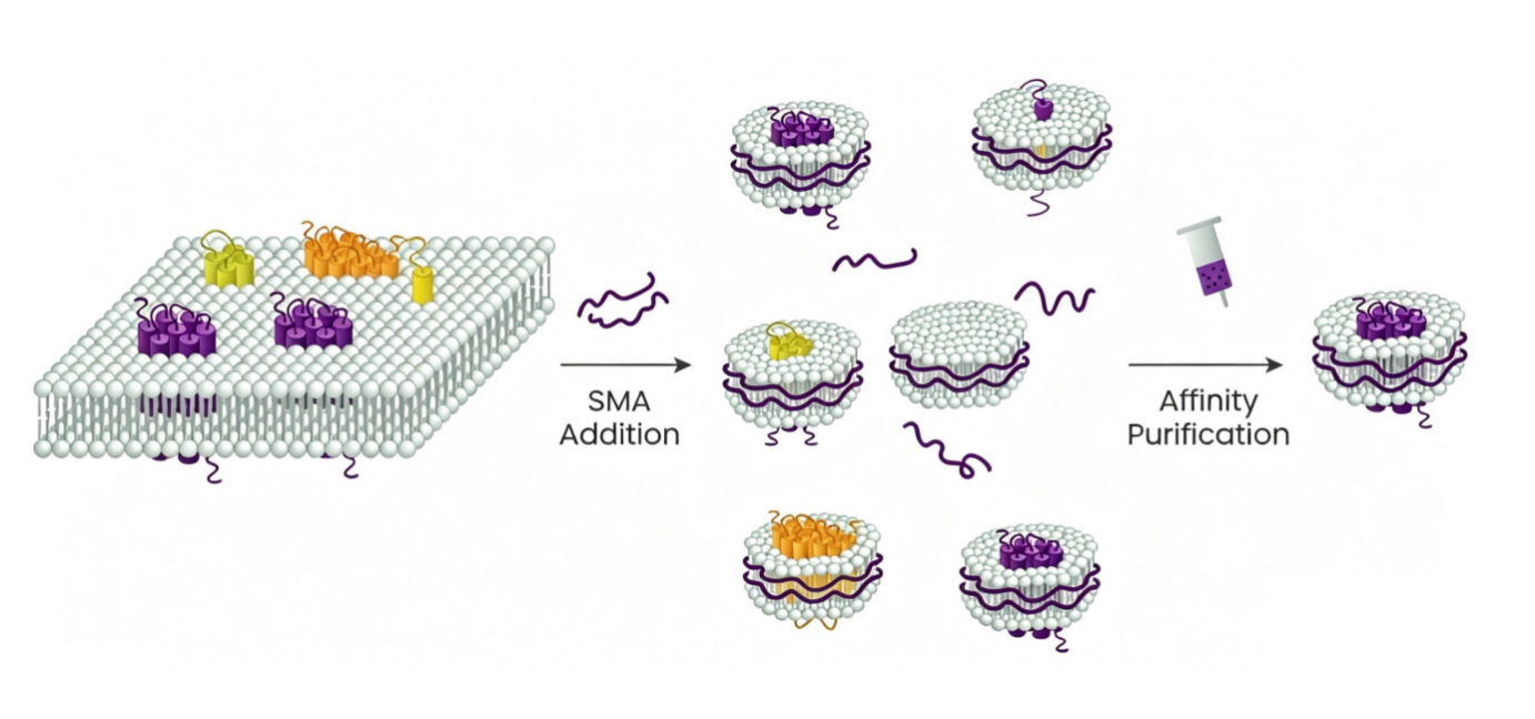 SMA nanodisc workflow - SMA addition to affinity purification