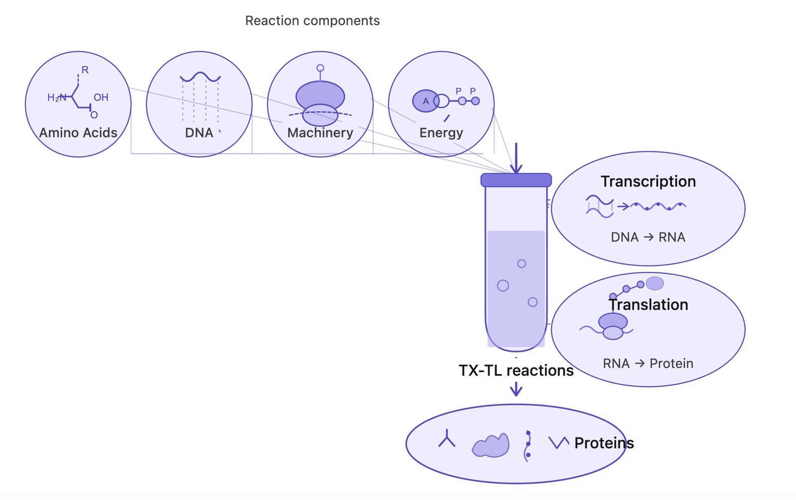 Typical Cell-Free Expression Workflow Diagram