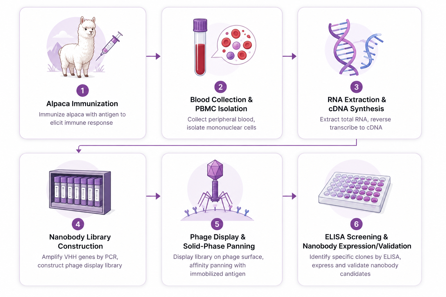 Nanobody Library Construction Workflow
