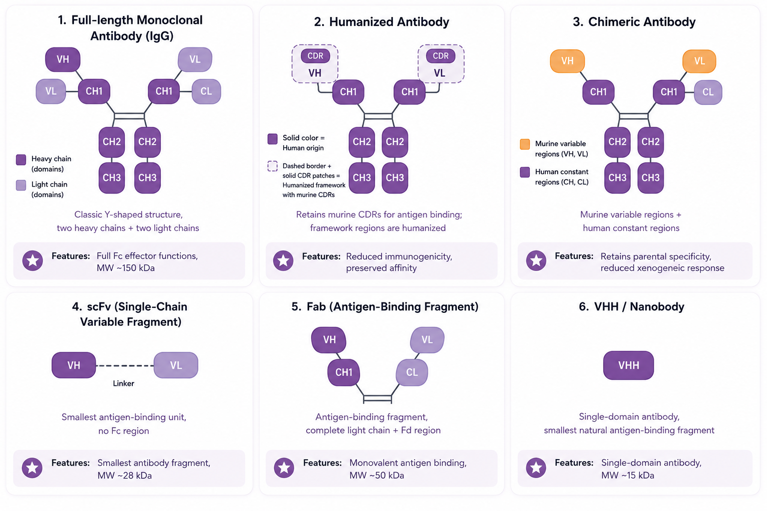 Multiple Antibody Formats Structure Diagram