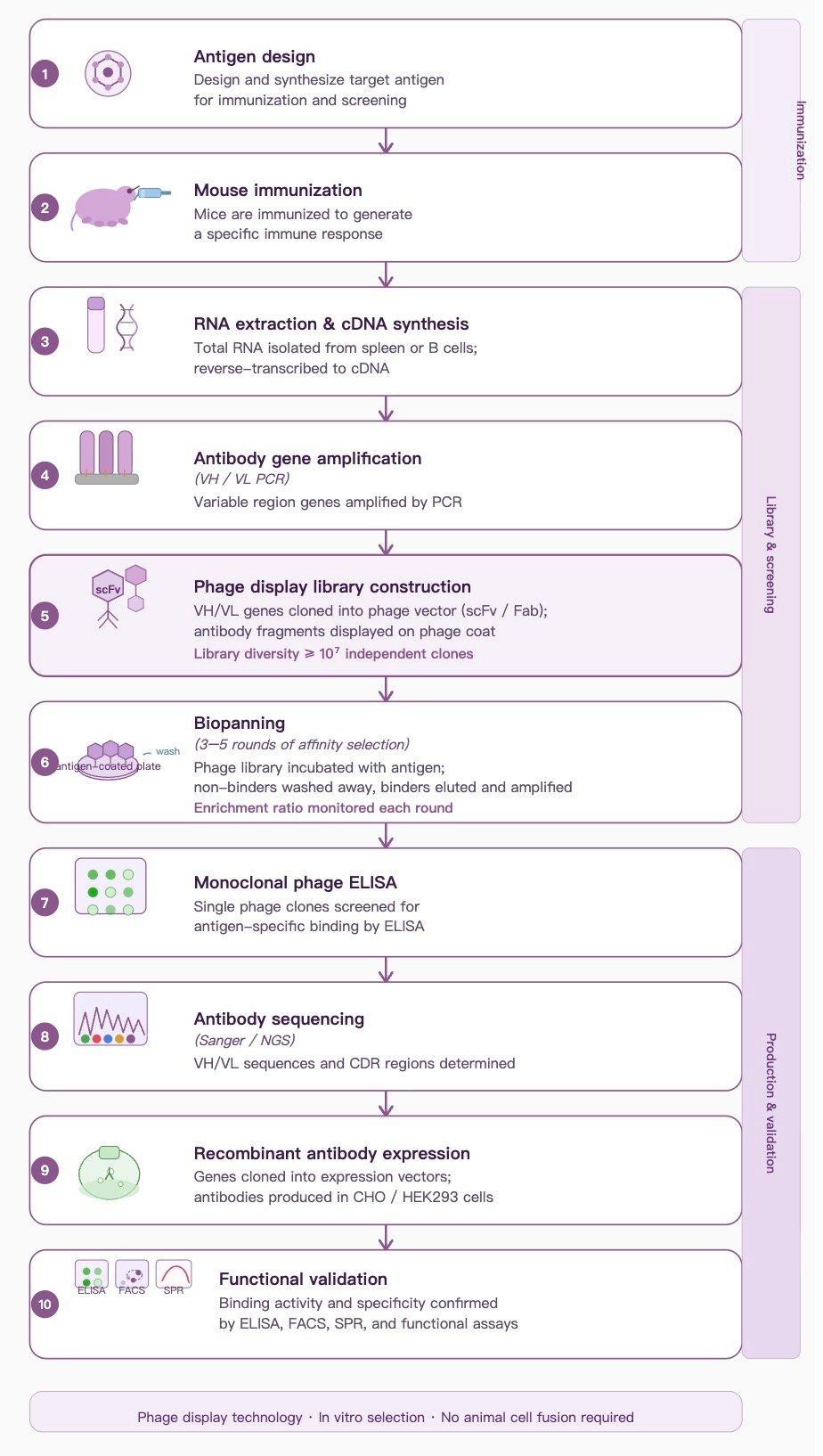 Phage Display Technology Workflow