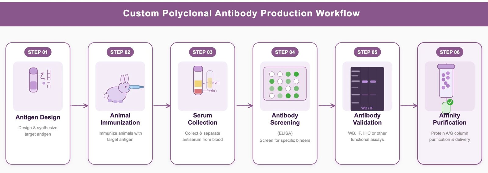 Custom Polyclonal Antibody Production Workflow