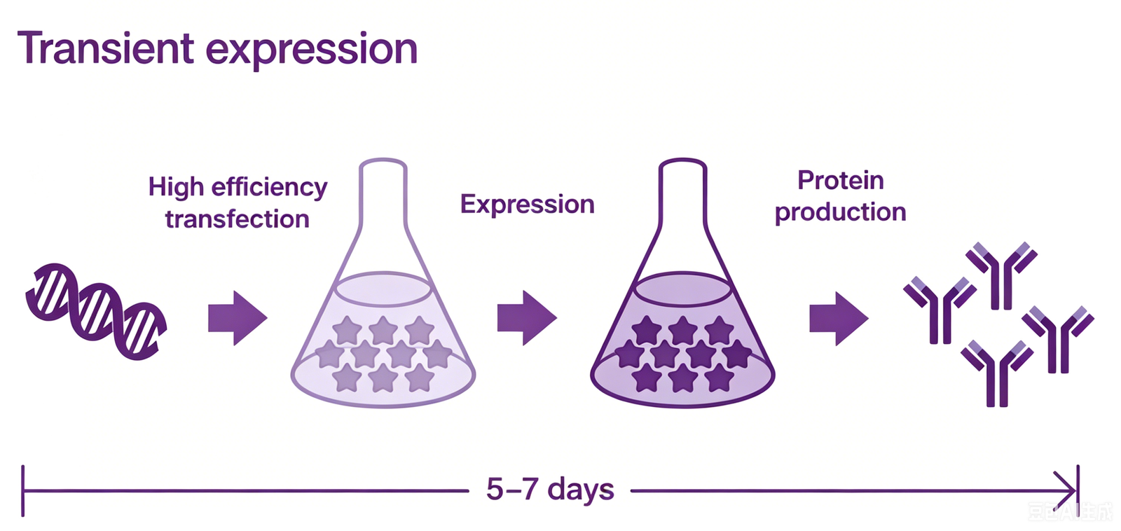 Mammalian protein expression workflow chart BioCrest SCI HEK293 CHO cell line