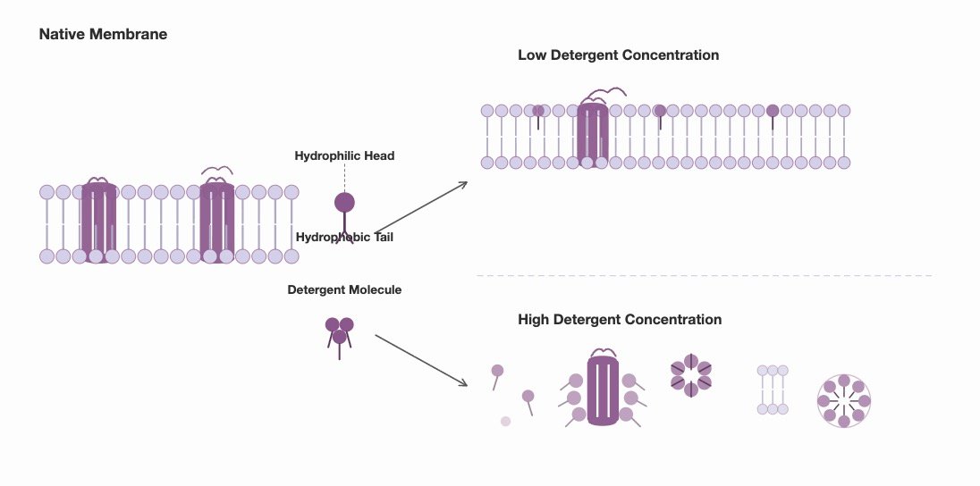 Detergent platform principle: Native Membrane, Low Detergent Concentration, High Detergent Concentration
