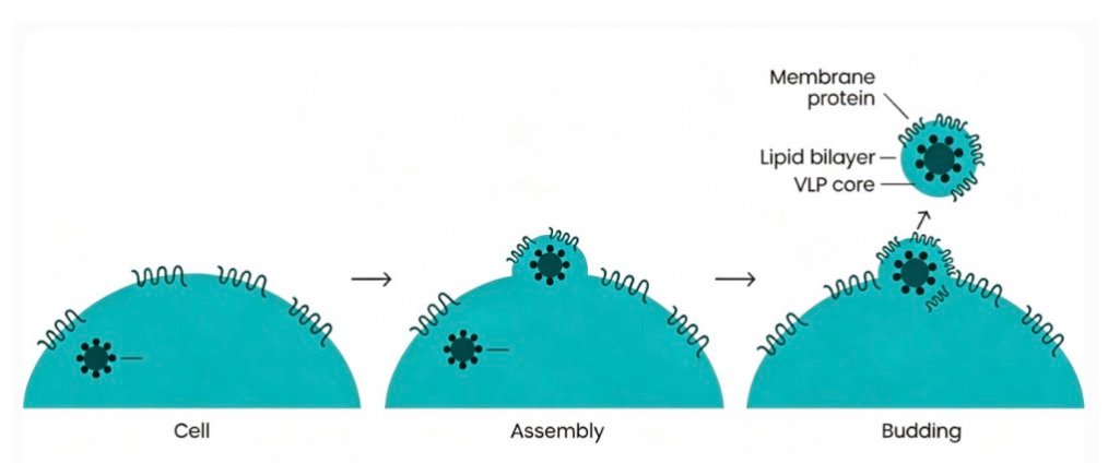 VLP Assembly and Budding Mechanism