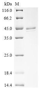 Recombinant Human Lactotransferrin (LTF), partial