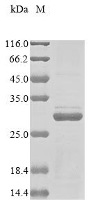 Recombinant Human Humanin (MT-RNR2)