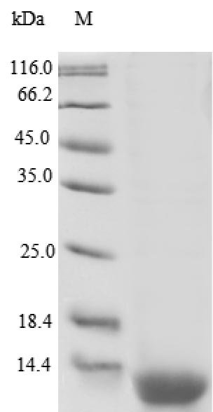 Recombinant Human Resistin-like beta (RETNLB)