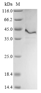 Recombinant Human Thrombomodulin (THBD), partial