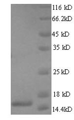 Recombinant Human T cell receptor alpha chain constant (TRAC)