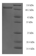 Recombinant Human TNF receptor-associated factor 5 (TRAF5)