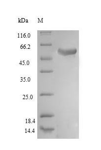 Recombinant Human Ubiquitin carboxyl-terminal hydrolase 14 (USP14)