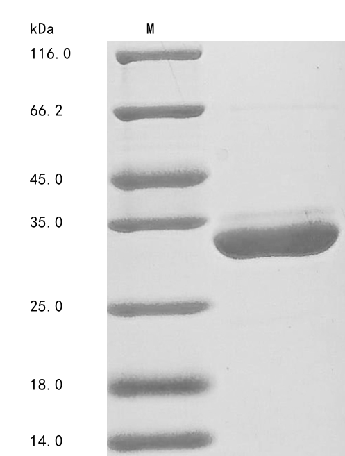 Recombinant Human 14-3-3 protein zeta/delta (YWHAZ)