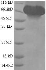 Recombinant Dog Albumin (ALB)