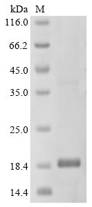 Recombinant Shigella flexneri Aquaporin Z (aqpZ), partial