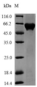 Recombinant Agrobacterium sp. 3-phosphoshikimate 1-carboxyvinyltransferase (aroA)