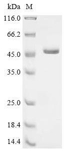 Recombinant Pseudomonas sp. Cyanuric acid amidohydrolase (atzD)
