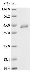 Recombinant Drosophila melanogaster Barrier-to-autointegration factor (baf)