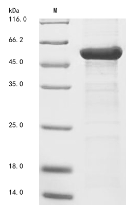 Recombinant Arabidopsis thaliana Beta-amylase 3, chloroplastic (BAM3)