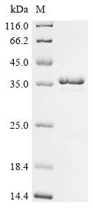 Recombinant Yersinia pestis F1 capsule antigen (caf1)