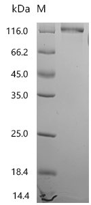 Recombinant Mouse Complement component C1q receptor (Cd93), partial