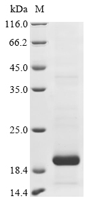 Recombinant Mouse C-type lectin domain family 2 member D (Clec2d), partial