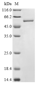 Recombinant Staphylococcus aureus Clumping factor A (clfA), partial