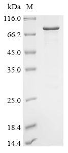 Recombinant Mouse Cryptochrome-2 (Cry2)