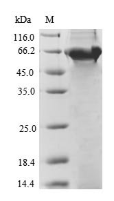 Recombinant Bacillus thuringiensis subsp. tenebrionis Pesticidal crystal protein cry3Aa (cry3Aa)