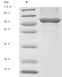 Recombinant Mycobacterium tuberculosis Lanosterol 14-alpha demethylase (cyp51)