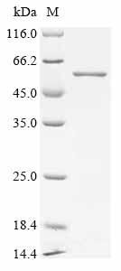 Recombinant Rat Dihydrolipoyllysine-residue succinyltransferase component of 2-oxoglutarate dehydrogenase complex, mitochondrial (Dlst)