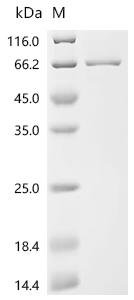 Recombinant Mouse Desmoglein-3 (Dsg3), partial