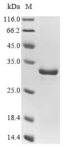Recombinant Mouse Enoyl-CoA hydratase, mitochondrial (Echs1) (C225S)