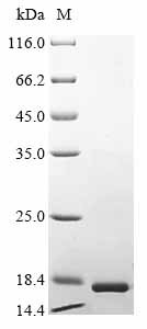 Recombinant Rat Endothelin-1 (Edn1), partial