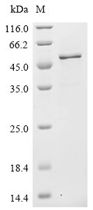 Recombinant Mouse EEF1A lysine methyltransferase 2 (Eef1akmt2)