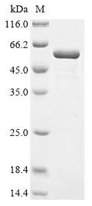 Recombinant Lactobacillus delbrueckii subsp. bulgaricus Enolase (eno)