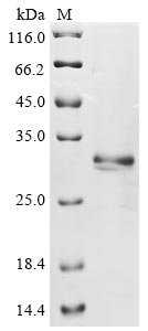 Recombinant Mouse Epithelial cell adhesion molecule (Epcam), partial