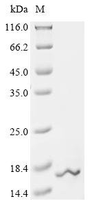 Recombinant Mouse Ubiquitin-like FUBI-ribosomal protein eS30 fusion protein (Fau), partial