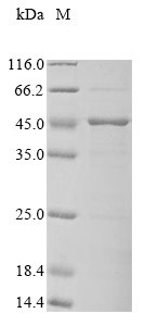 Recombinant Mycobacterium tuberculosis Diacylglycerol acyltransferase/mycolyltransferase Ag85A (fbpA)