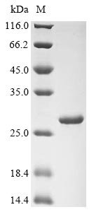 Recombinant Staphylococcus aureus Dihydrofolate reductase (folA)