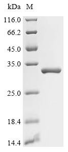 Recombinant Escherichia coli GTP cyclohydrolase 1 (folE)