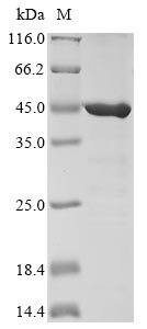 Recombinant Arabidopsis thaliana Glyceraldehyde-3-phosphate dehydrogenase GAPC1, cytosolic (GAPC1)