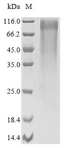 Recombinant Neosartorya fumigata 1,3-beta-glucanosyltransferase gel4 (gel4)