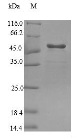 Recombinant Mouse Glyoxylate reductase/hydroxypyruvate reductase (Glxr)