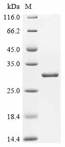 Recombinant Anaplasma phagocytophilum 60 kDa chaperonin (groEL), partial
