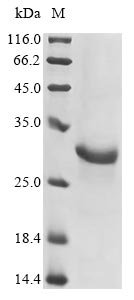Recombinant Mouse Gasdermin-D (Gsdmd), partial