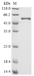 Recombinant Escherichia coli Guanosine-inosine kinase (gsk)
