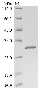 Recombinant Mouse Glutathione S-transferase Mu 1 (Gstm1), partial