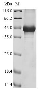 Recombinant Mouse Hyaluronan and proteoglycan link protein 3 (Hapln3)